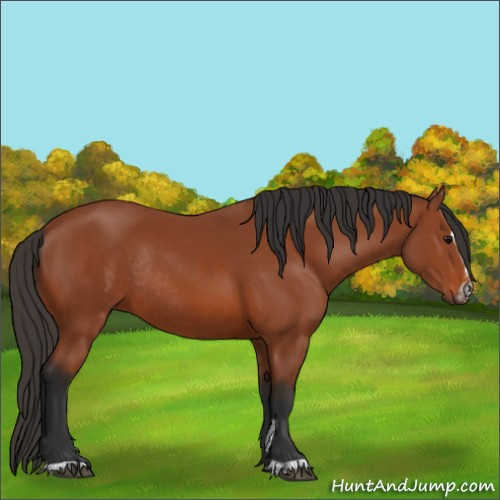Horse Color:Bay Sabino Rabicano  and Bay Sabino Rabicano 