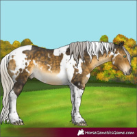 Horse Color:White Spotted Silver Buckskin Mushroom Tobiano Rabicano