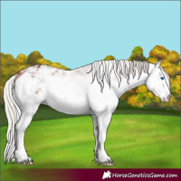 Horse Color:White Spotted Silver Brown Sabino Splash