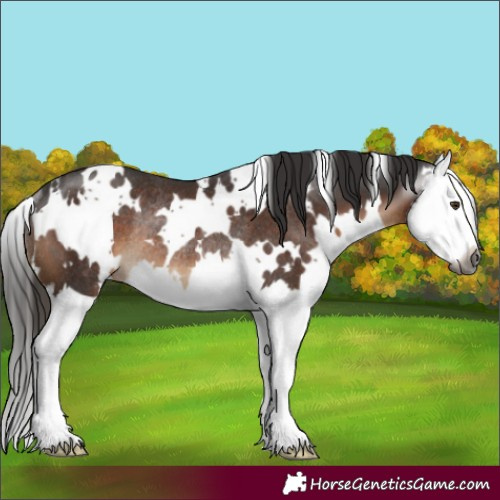 Horse Color:Gray White Spotted Liver Chestnut Splash Rabicano 