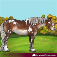 Horse Color:White Spotted Silver Brown Sabino Rabicano 