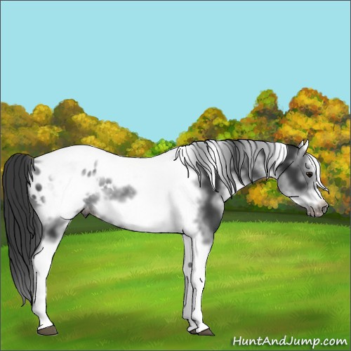 Horse Color:White Spotted Black Splash Tobiano Frame Appaloosa 