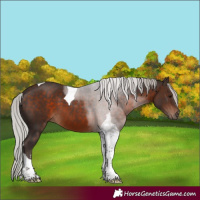 Horse Color:Silver Brown Sabino Tobiano