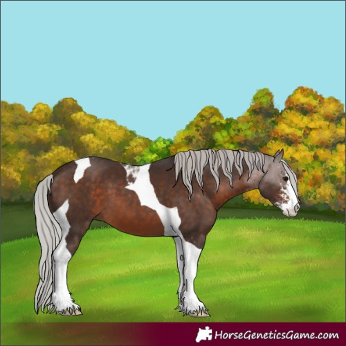 Horse Color:Silver Brown Sabino Tobiano 