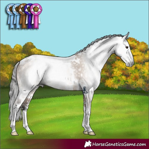 Horse Color:Gray White Spotted Bay Dun Sabino 