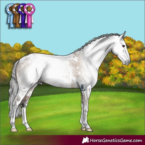 Horse Color:Gray White Spotted Bay Dun Sabino 