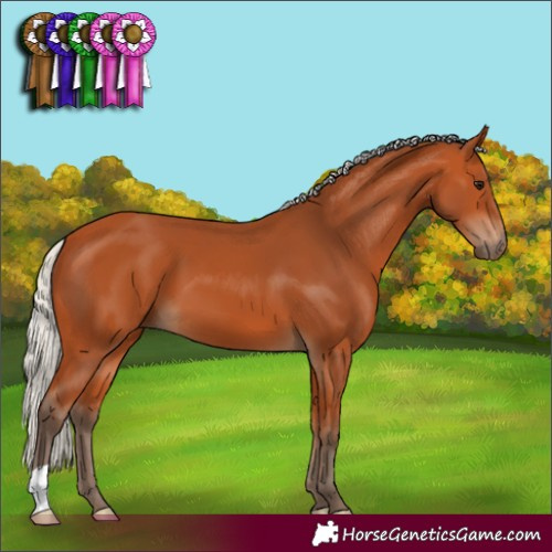 Horse Color:Silver Bay 