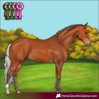 Horse Color:Silver Bay 