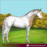 Horse Color:Chocolate Palomino Dun Splash Tobiano Frame 