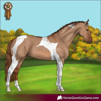 Horse Color:Red Dun Tobiano