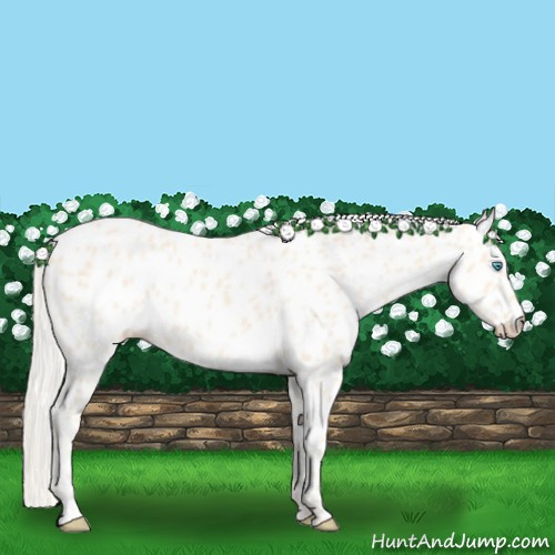 Horse Color:Cremello Appaloosa 