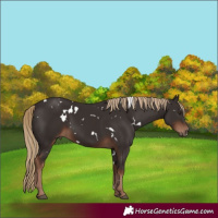 Horse Color:White Spotted Liver Chestnut Rabicano 