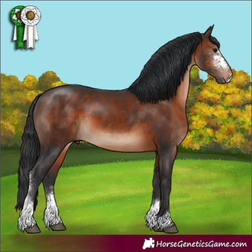Horse Color:Brown Sabino 