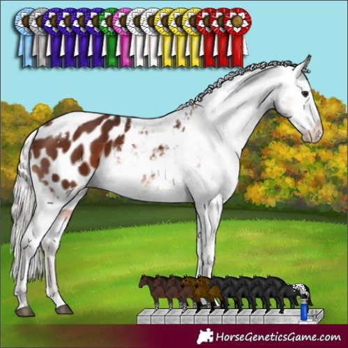 Horse Color:White Spotted Silver Brown Appaloosa 