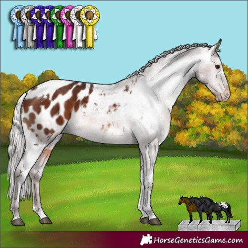 Horse Color:White Spotted Silver Brown Appaloosa 