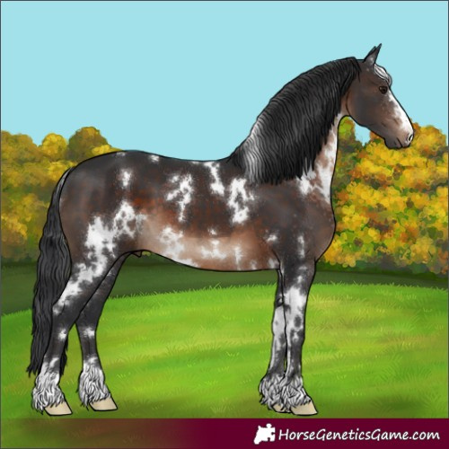 Horse Color:White Spotted Brown 