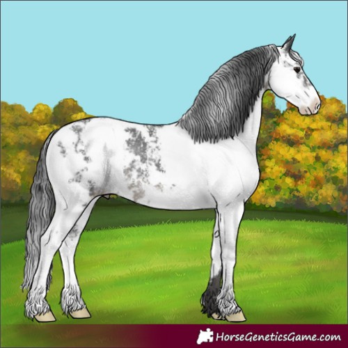 Horse Color:Black Sabino Rabicano 