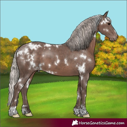 Horse Color:White Spotted Silver Black Appaloosa 