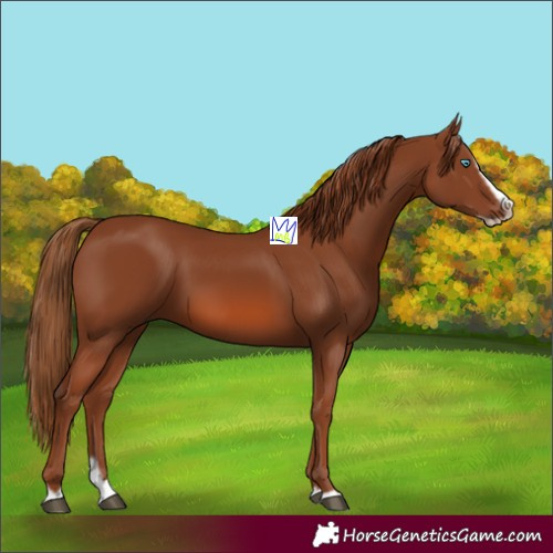 Horse Color:Chestnut Splash Frame 