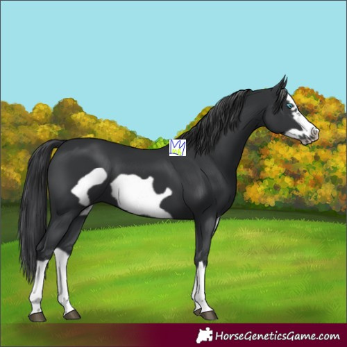 Horse Color:Black Splash Frame 