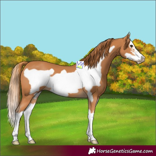 Horse Color:Chestnut Splash Frame 