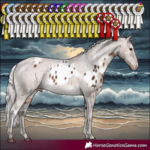 Horse Color:Silver Brown Sabino Appaloosa Rabicano  and White Spotted Silver Black Appaloosa Rabicano 