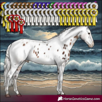 Horse Color:Silver Brown Sabino Appaloosa Rabicano  and White Spotted Silver Black Appaloosa Rabicano 
