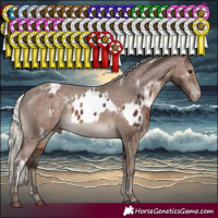 Horse Color:Silver Brown Sabino Blanket Rabicano  and White Spotted Silver Black Varnish Rabicano 