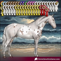Horse Color:Silver Brown Sabino Appaloosa Rabicano and White Spotted Silver Black Appaloosa Rabicano