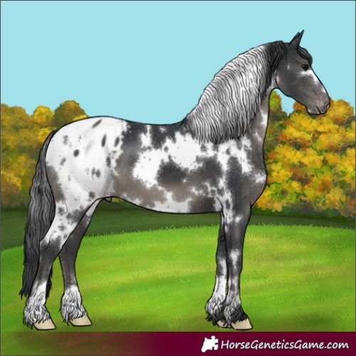 Horse Color:White Spotted Black Appaloosa 