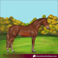 Horse Color:Chestnut 