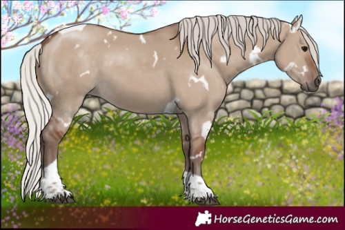 Horse Color:White Spotted Silver Grullo Tobiano 