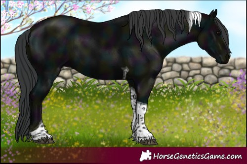 Horse Color:Midnight Black Tobiano 