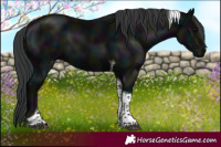 Horse Color:Midnight Black Tobiano