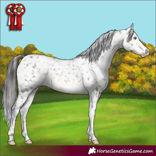 Horse Color:Buckskin Mushroom Tobiano Appaloosa Rabicano