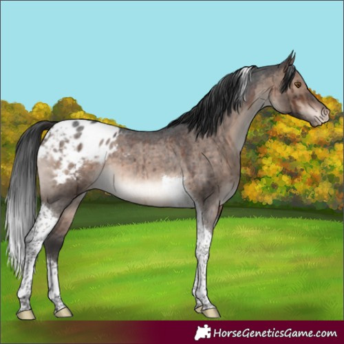 Horse Color:Brown Roan Dun Mushroom Tobiano Appaloosa Brindle 