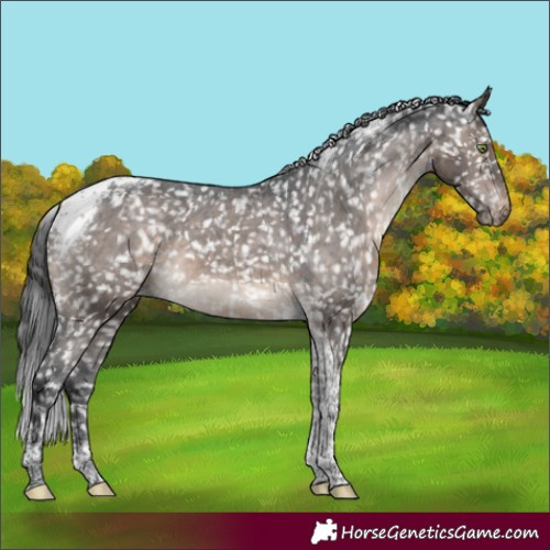 Horse Color:Brown Dun Mushroom Tobiano Appaloosa