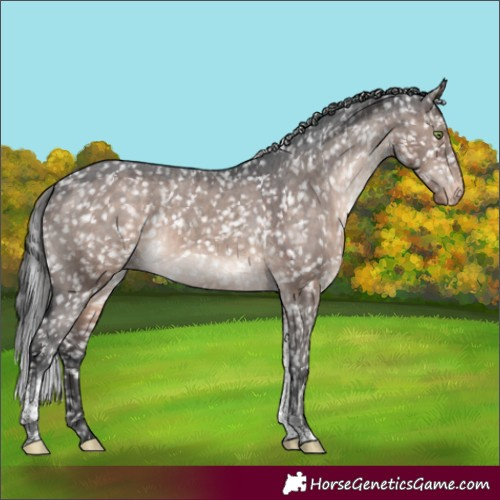 Horse Color:Brown Dun Mushroom Tobiano Appaloosa