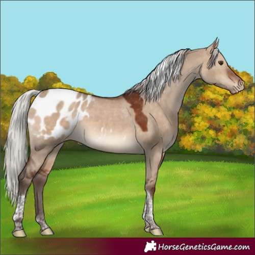 Horse Color:Silver Brown Dun Tobiano Appaloosa 