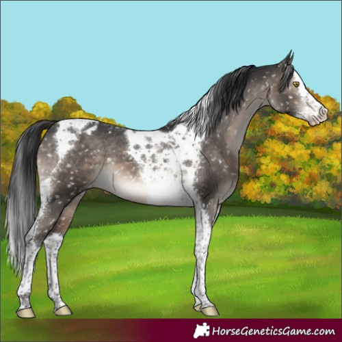 Horse Color:Brown Dun Splash Tobiano Appaloosa 