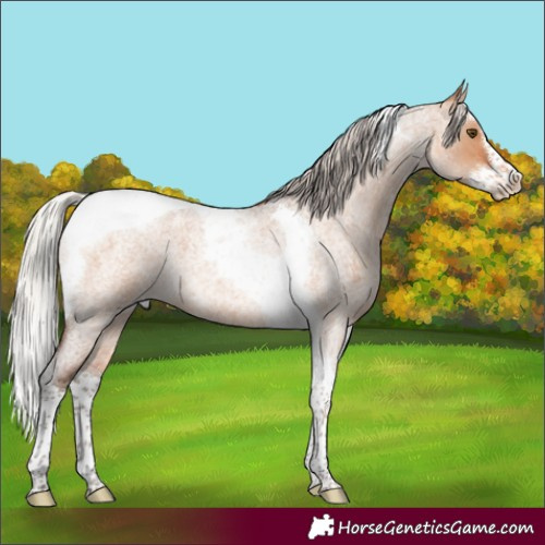 Horse Color:Silver Brown Roan Dun Splash Tobiano 