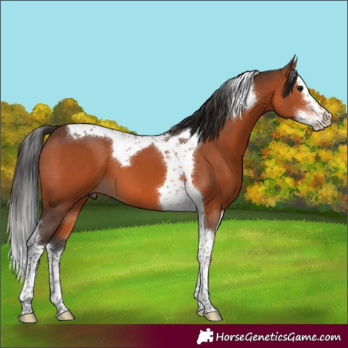 Horse Color:Brown Splash Tobiano 