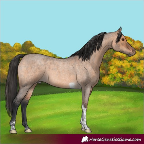 Horse Color:Brown Roan Dun Tobiano 