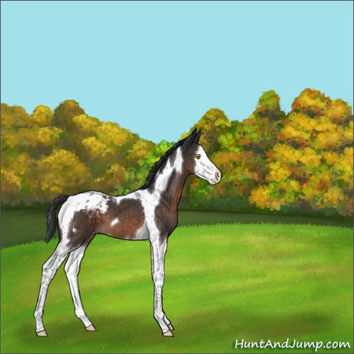 Horse Color:Brown Mushroom Splash Tobiano Appaloosa 