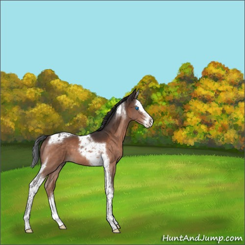 Horse Color:Brown Mushroom Splash Tobiano 