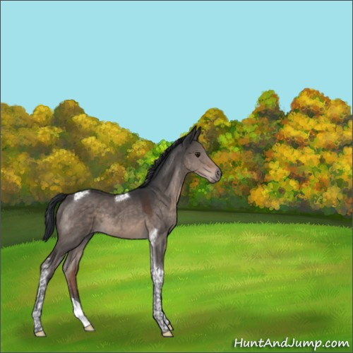 Horse Color:Brown Dun Mushroom Tobiano 