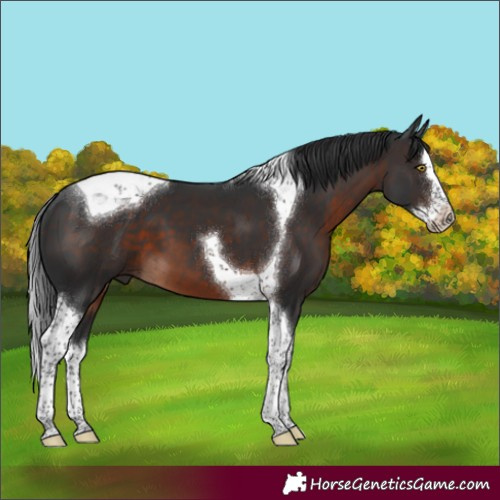 Horse Color:Brown Splash Tobiano 
