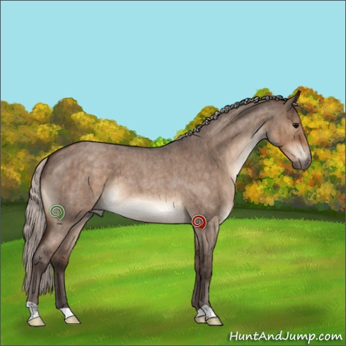 Horse Color:Silver Brown Roan Dun Brindle 