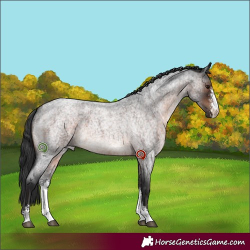 Horse Color:Brown Roan Sabino 