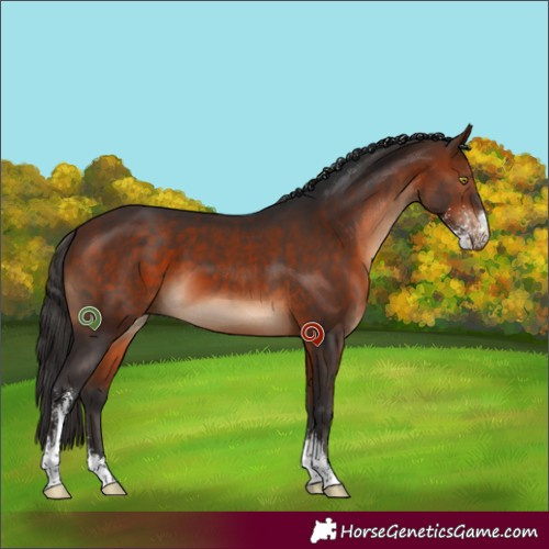 Horse Color:Bay Sabino 